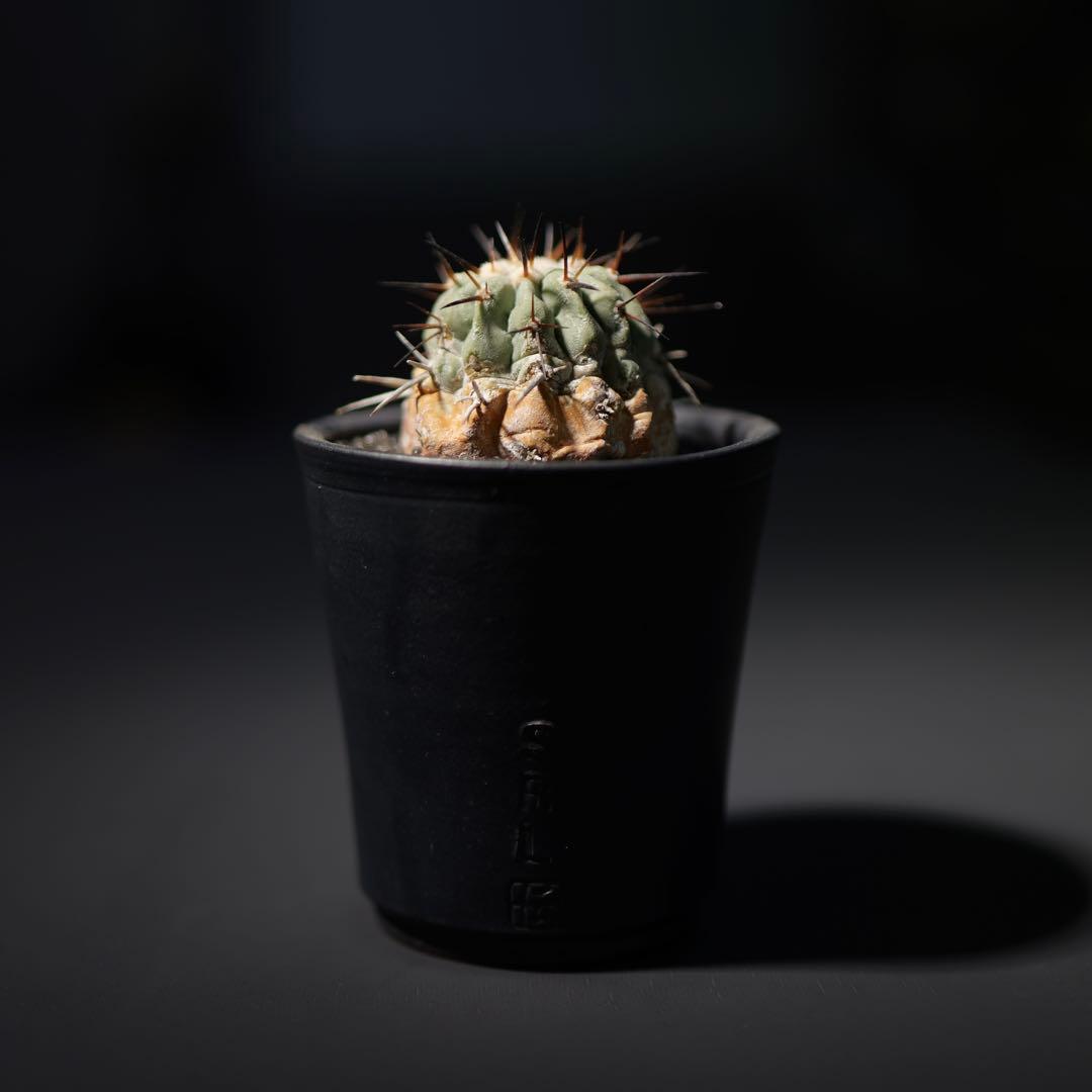 黒王丸　現地球カキコ　白肌　SRL鉢