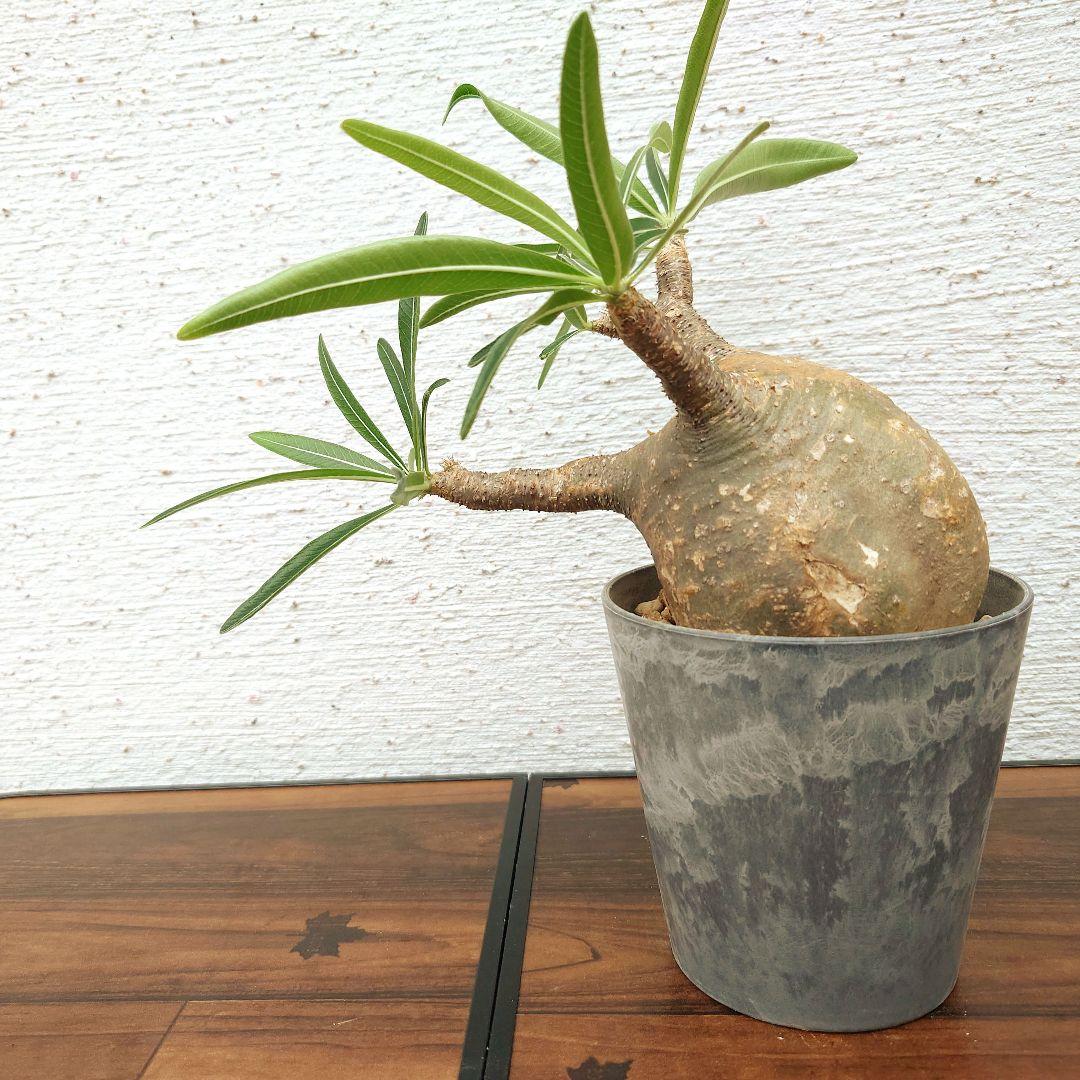 【週末セール】【発根済み】パキポディウム　グラキリス 幹幅　10cm