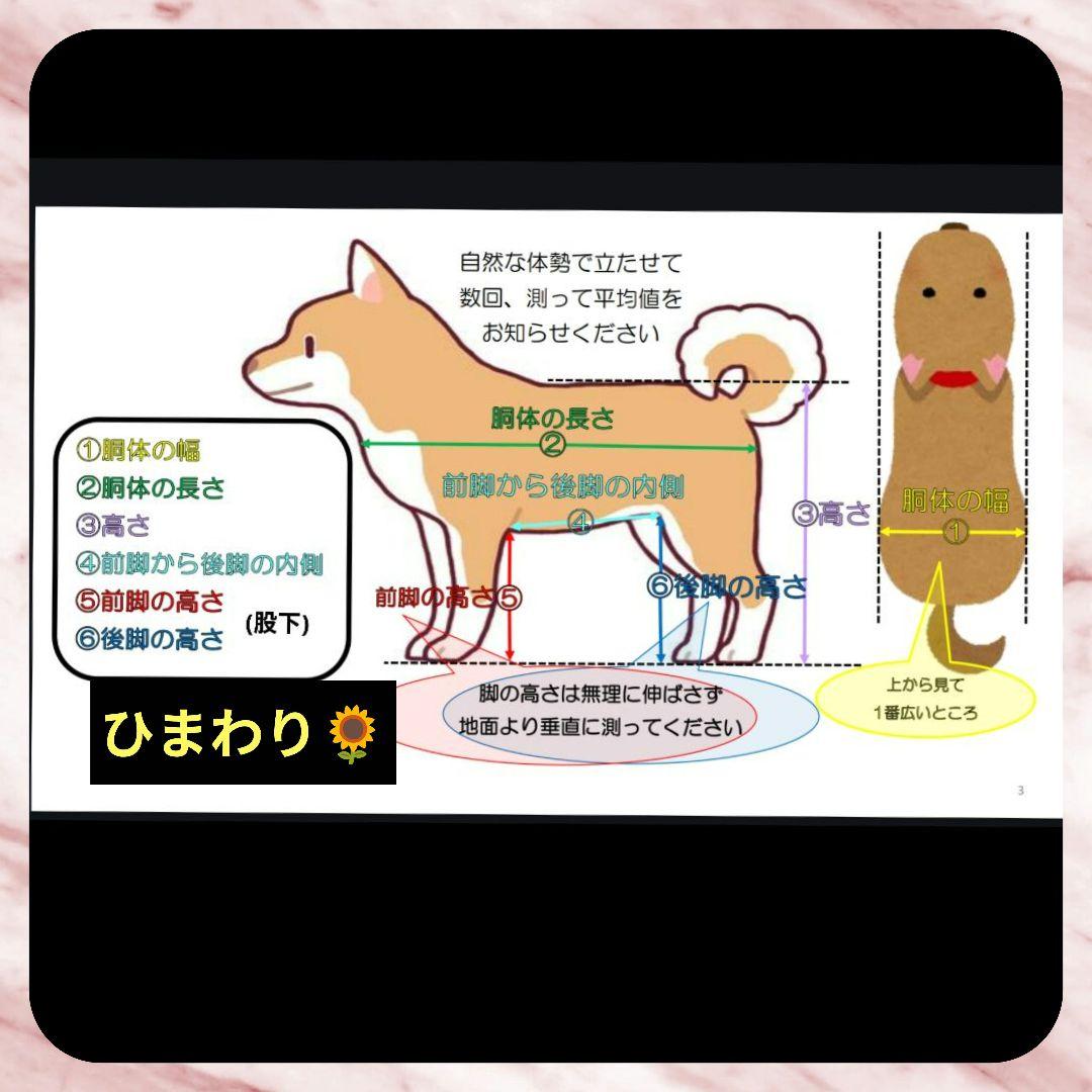 ロングコートチワワ4輪　リハビリ　食事補助　犬用車椅子　介護　犬の歩行器