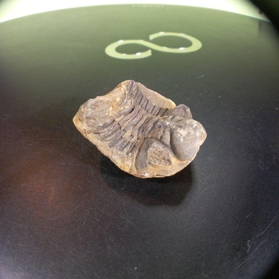 三葉虫　化石　fossil　海　ボリビア産　trilobite　海生動物種別⑤