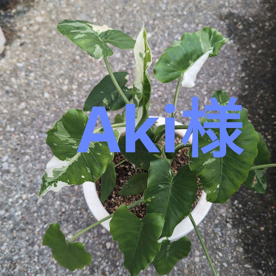 クワズイモ確認用です