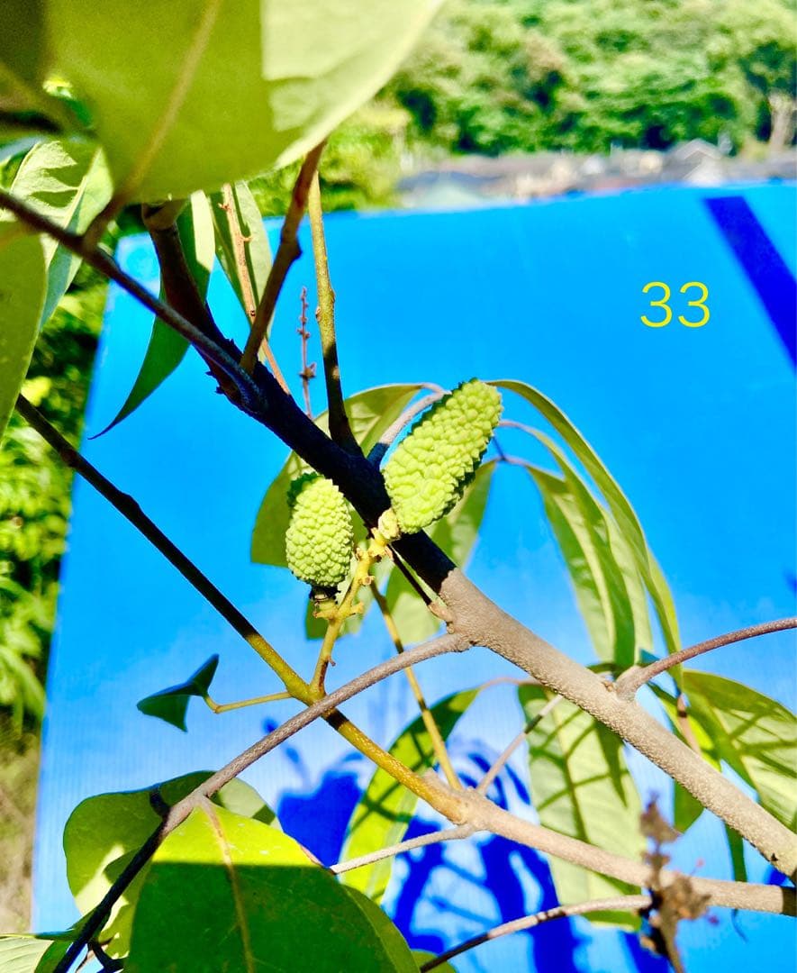 結実中・33 篤姫ライチ　半耐寒性