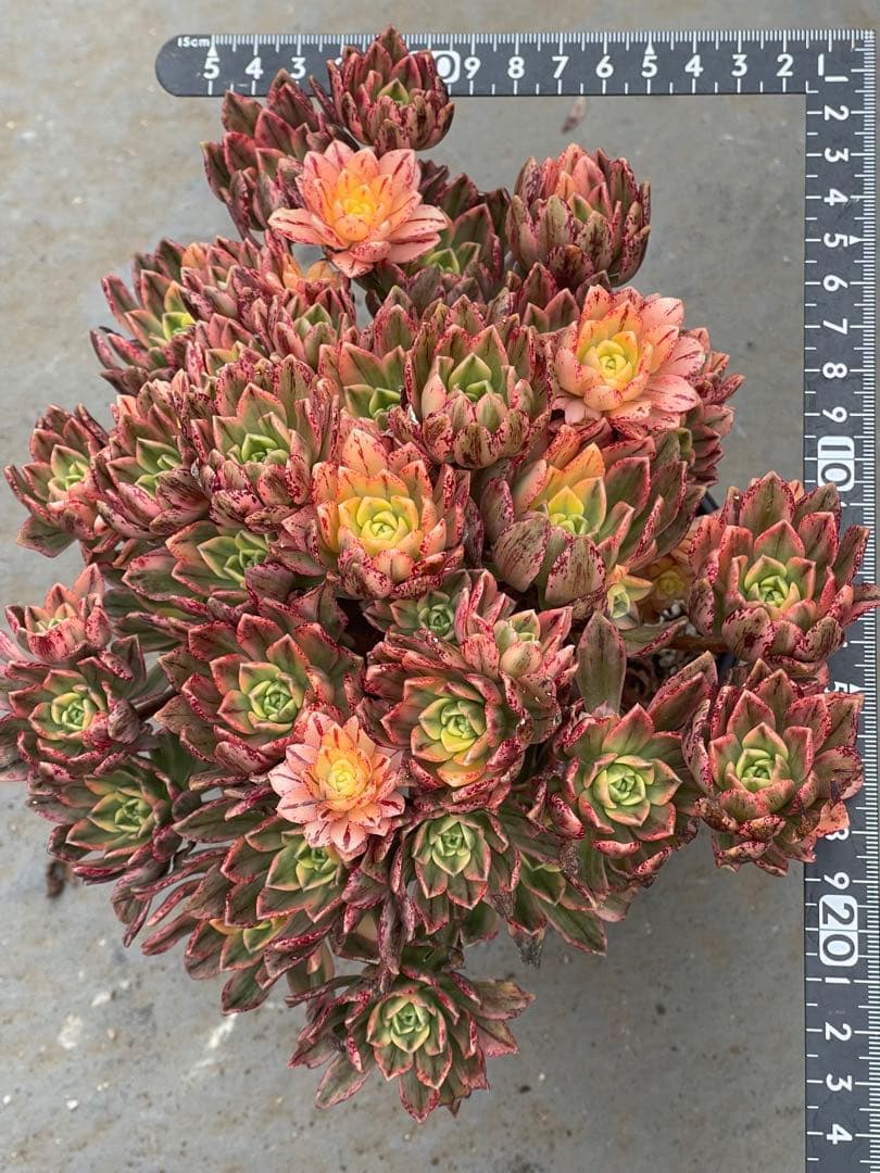 アエオニウム  甜茶錦（ブロンズメタル錦）⭐️お買い得、超特大　プーケ型