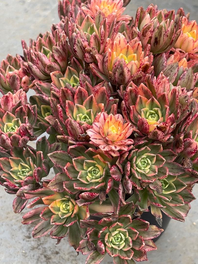 アエオニウム  甜茶錦（ブロンズメタル錦）⭐️お買い得、超特大　プーケ型