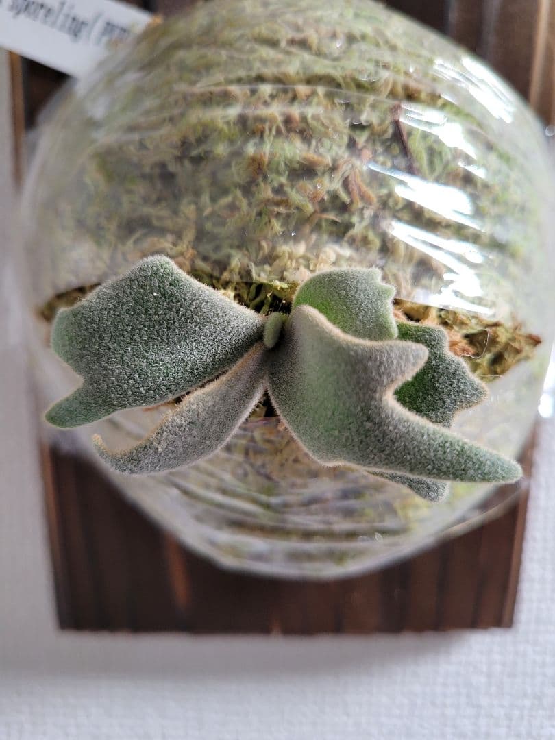 ビカクシダ Platycerium willinckii Angel #1 spored