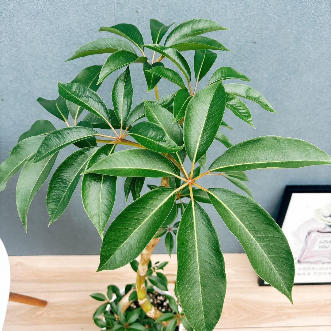 ［現品］A6 ツピタンサス　8号　観葉植物　室内　大型　おしゃれ　人気