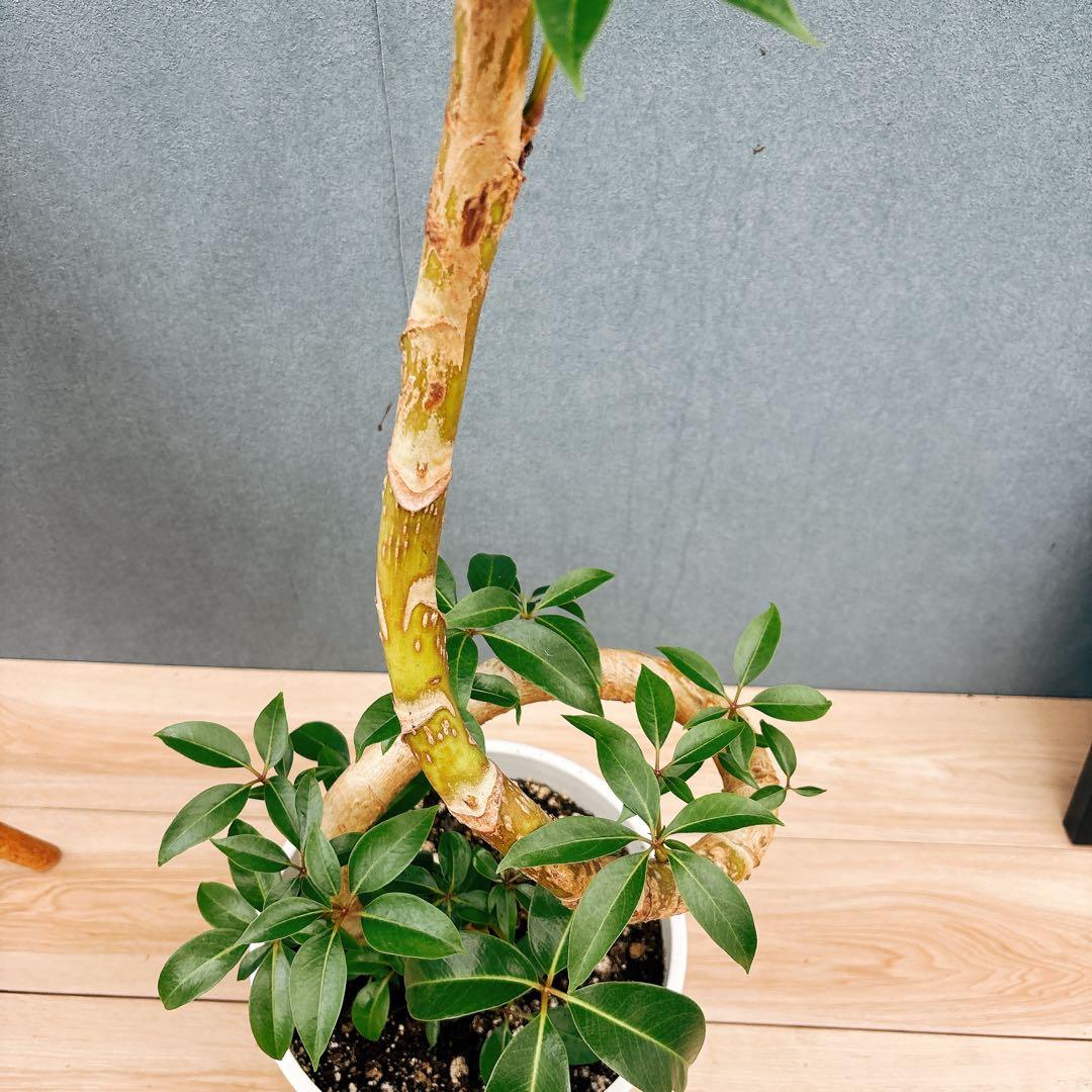 ［現品］A6 ツピタンサス　8号　観葉植物　室内　大型　おしゃれ　人気