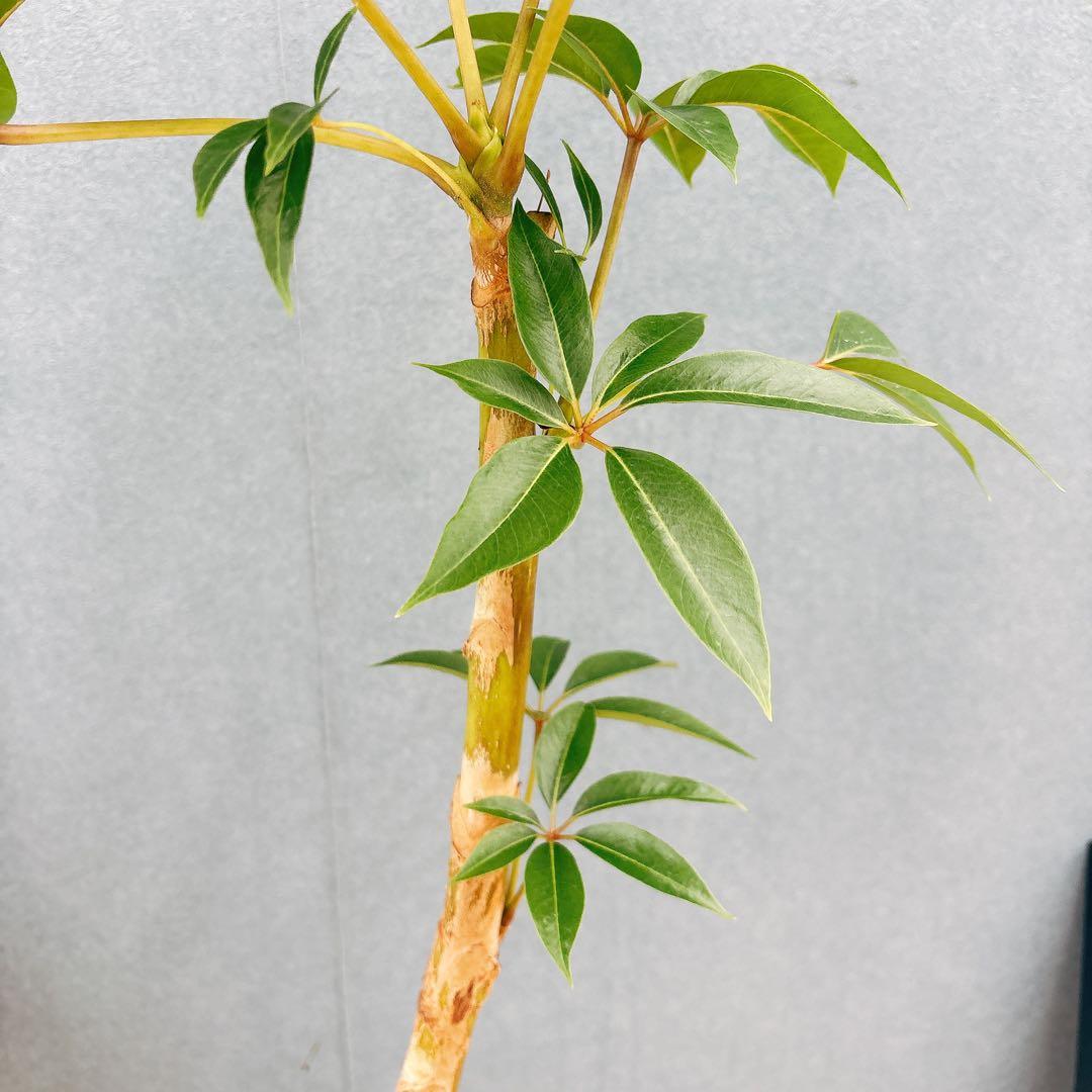 ［現品］A6 ツピタンサス　8号　観葉植物　室内　大型　おしゃれ　人気