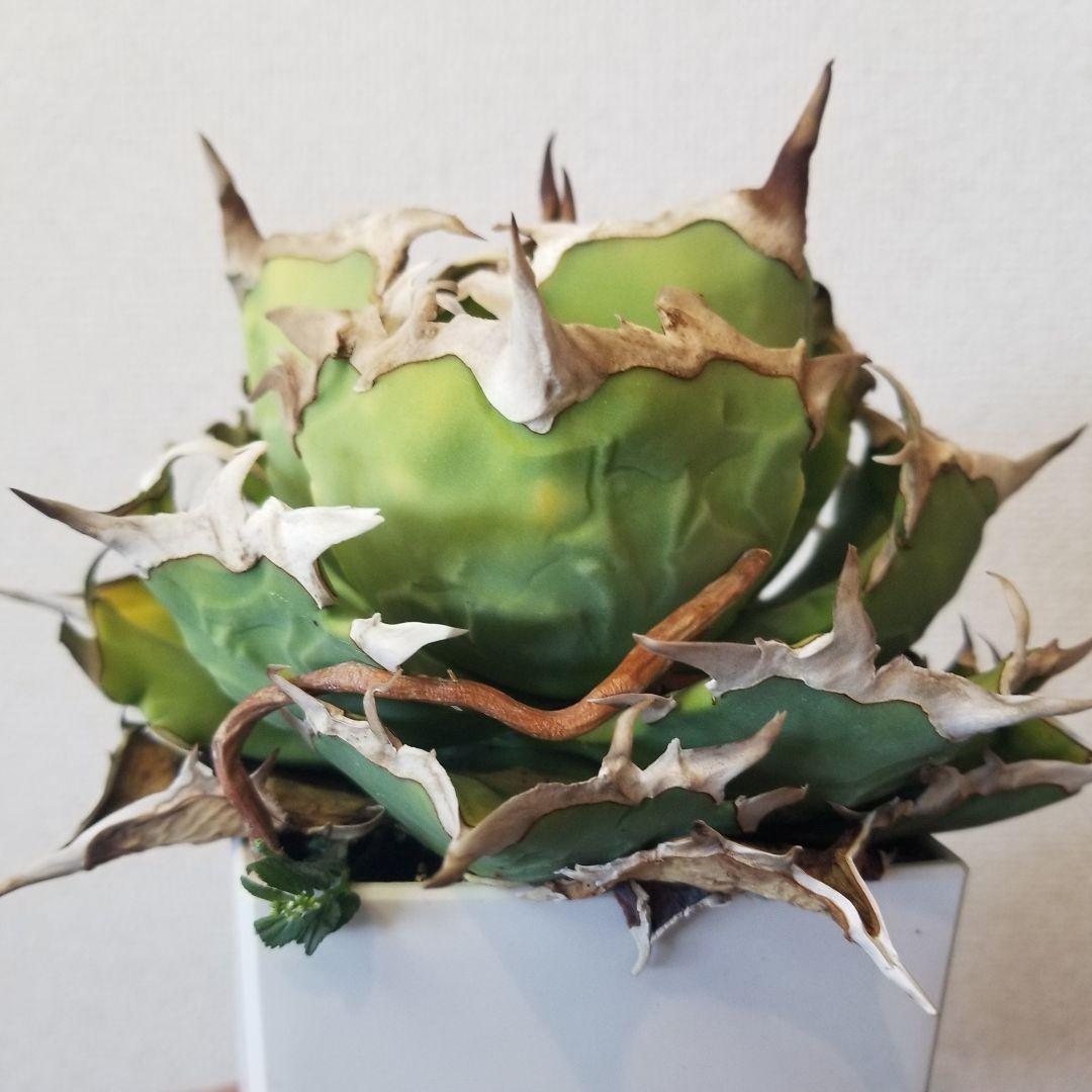 アガベ　オテロイ　雷槌白鯨