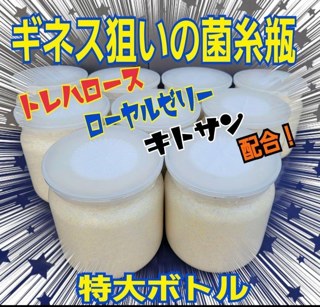 極上！ヒマラヤひらたけ菌糸瓶　特大1500mlボトル【8本】トレハロース強化配合
