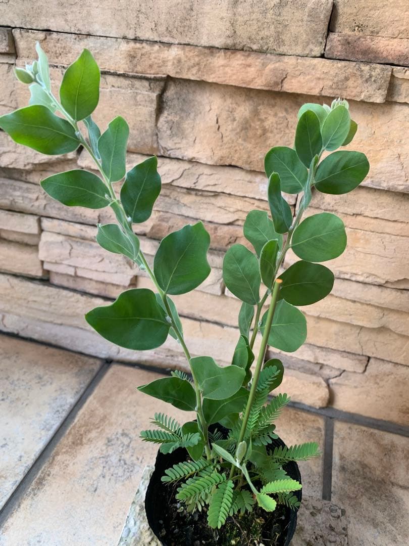 大人気希少✴️ミモザ ✴️ アカシア パール ✴️