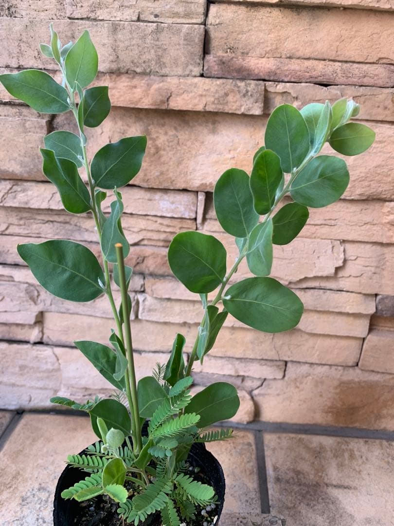 大人気希少✴️ミモザ ✴️ アカシア パール ✴️