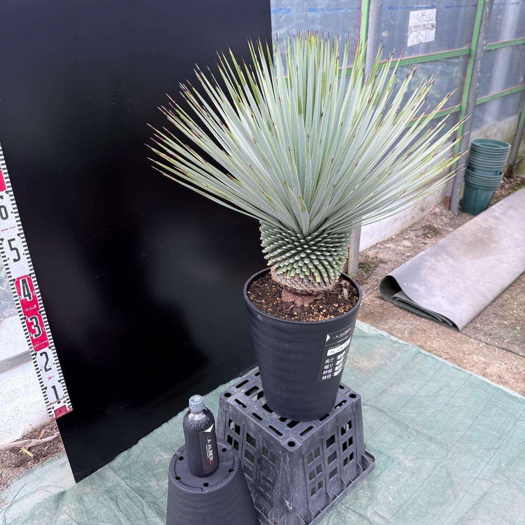 【AL1017】ユッカ　ロストラータ