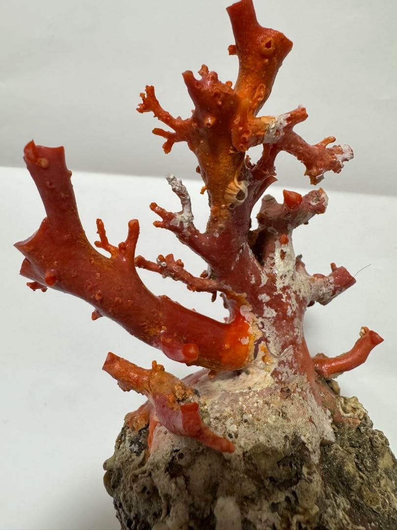 赤い珊瑚の置物 約15cm