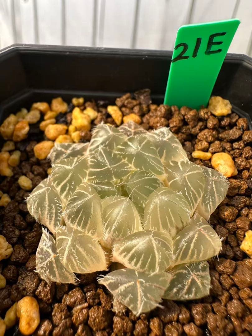 21E 多肉植物 ハオルチア 白赤線オブツーサ錦糊斑
