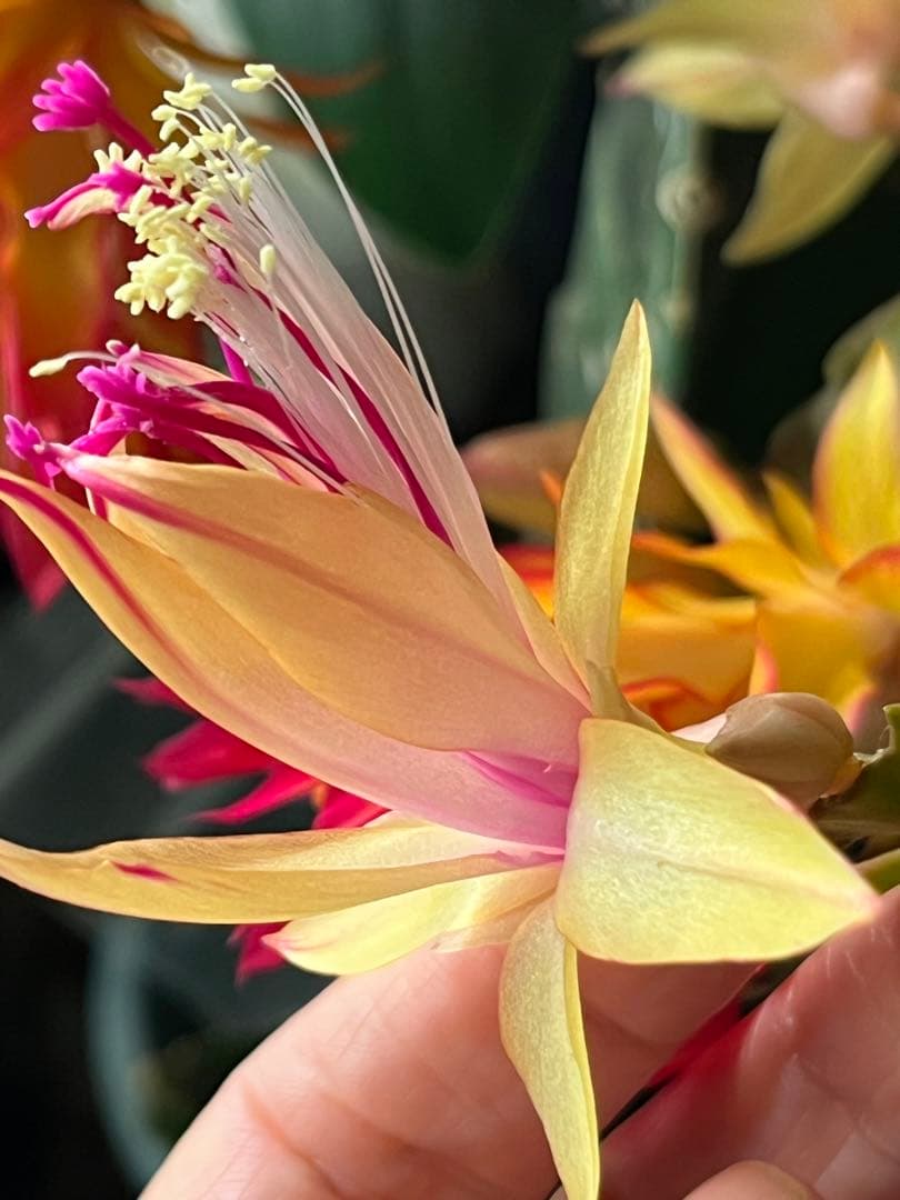 シャコバサボテン　接ぎ木