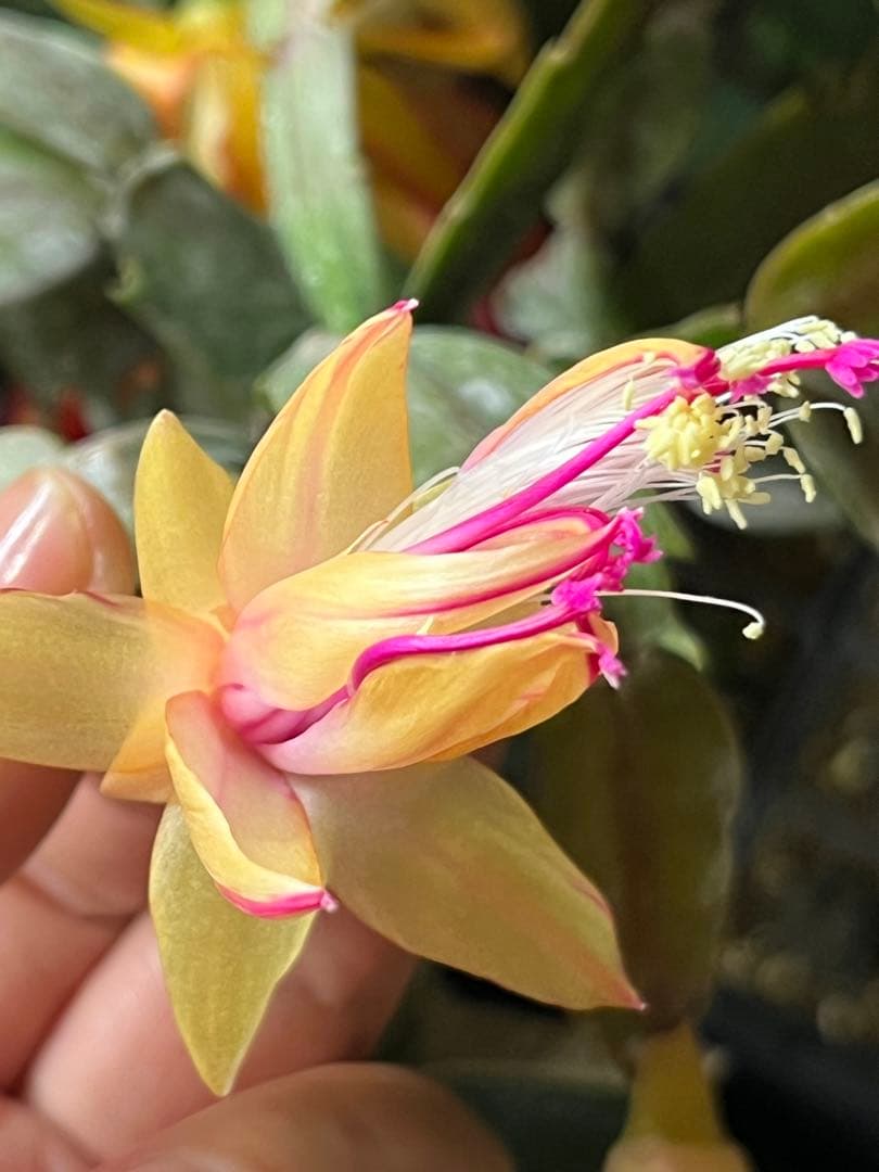 シャコバサボテン　接ぎ木