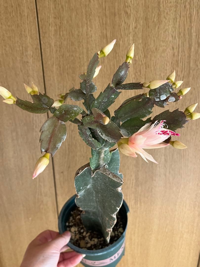 シャコバサボテン　接ぎ木