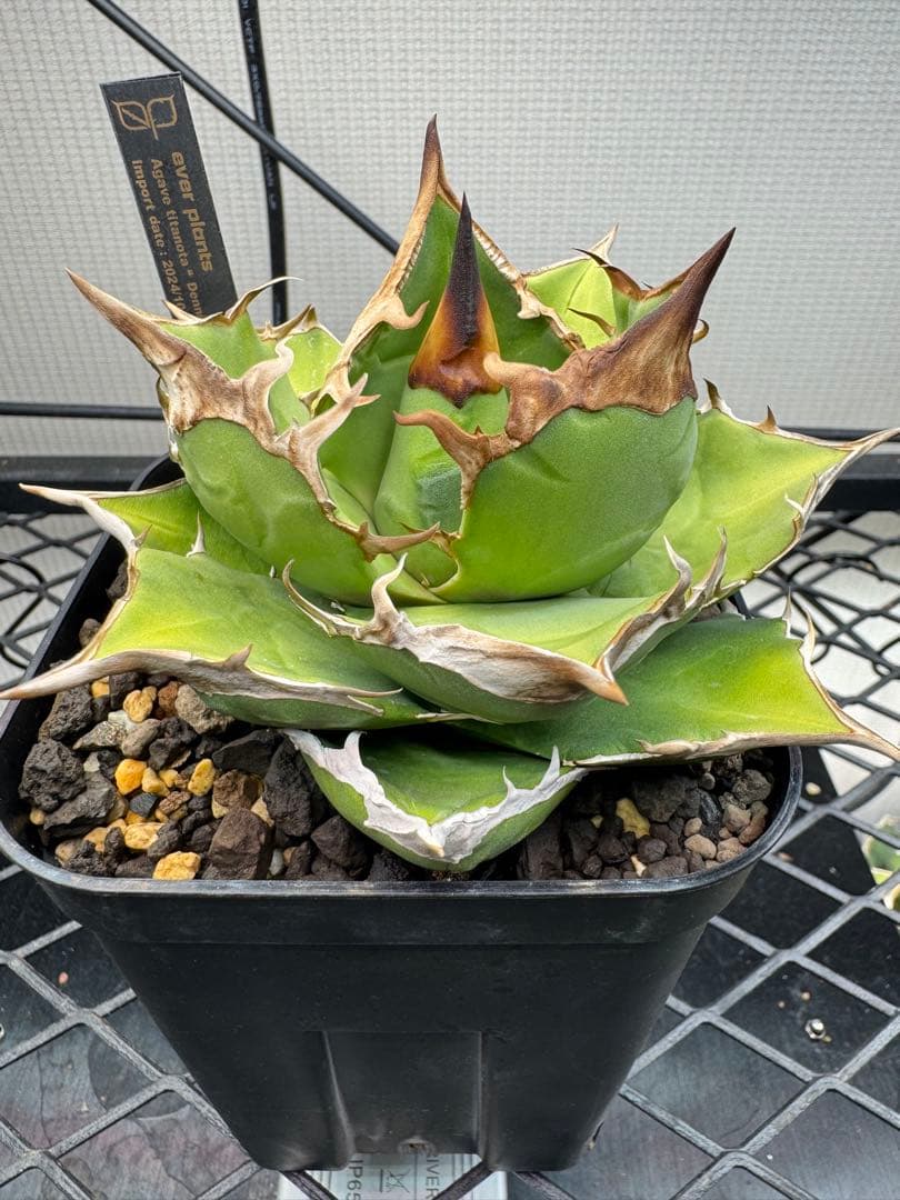 ★2/1 22時迄限定　白犀牛　トリケラトプス　中株　発根済