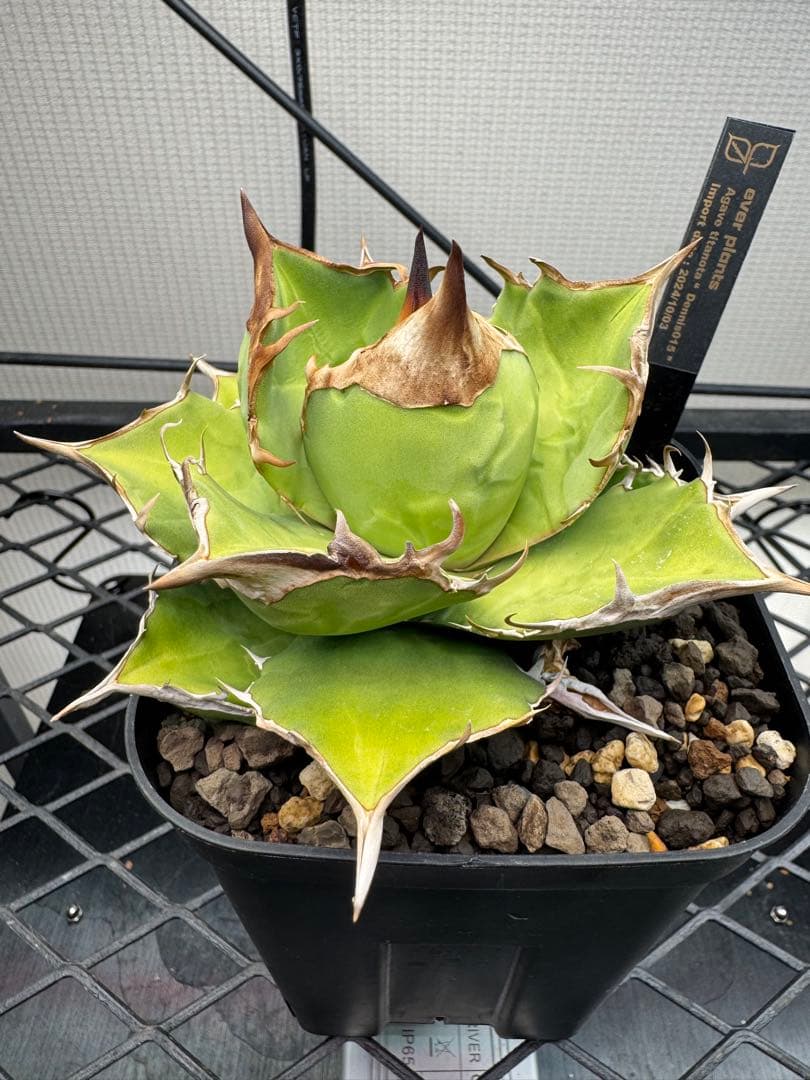 ★2/1 22時迄限定　白犀牛　トリケラトプス　中株　発根済