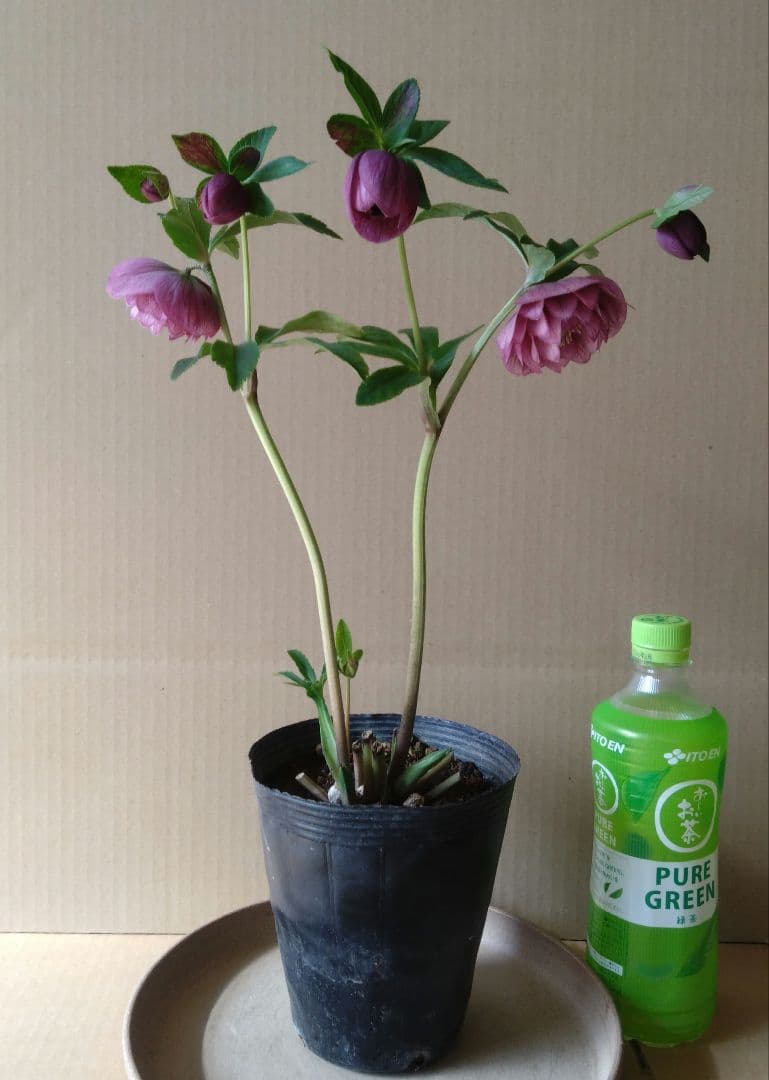 クリスマスローズ　パープル系dd　開花株
