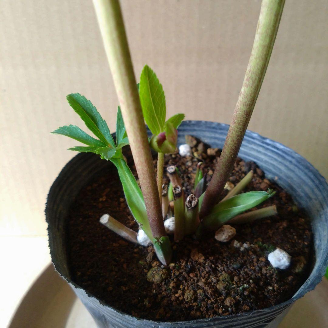 クリスマスローズ　パープル系dd　開花株