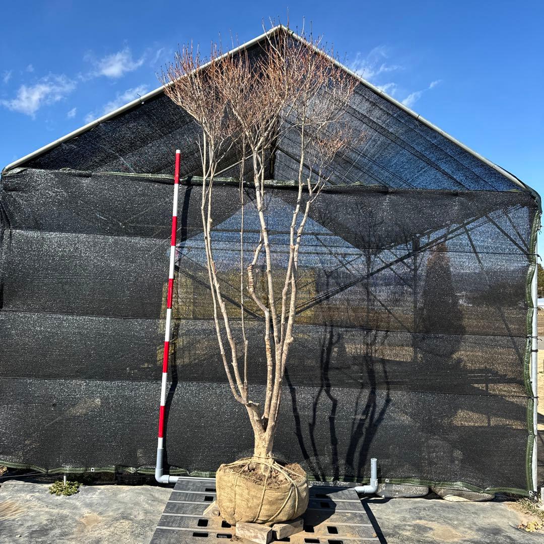 《お引き取り/本州配送可》特大極上株/ドウダンツツジ【現品限り】6