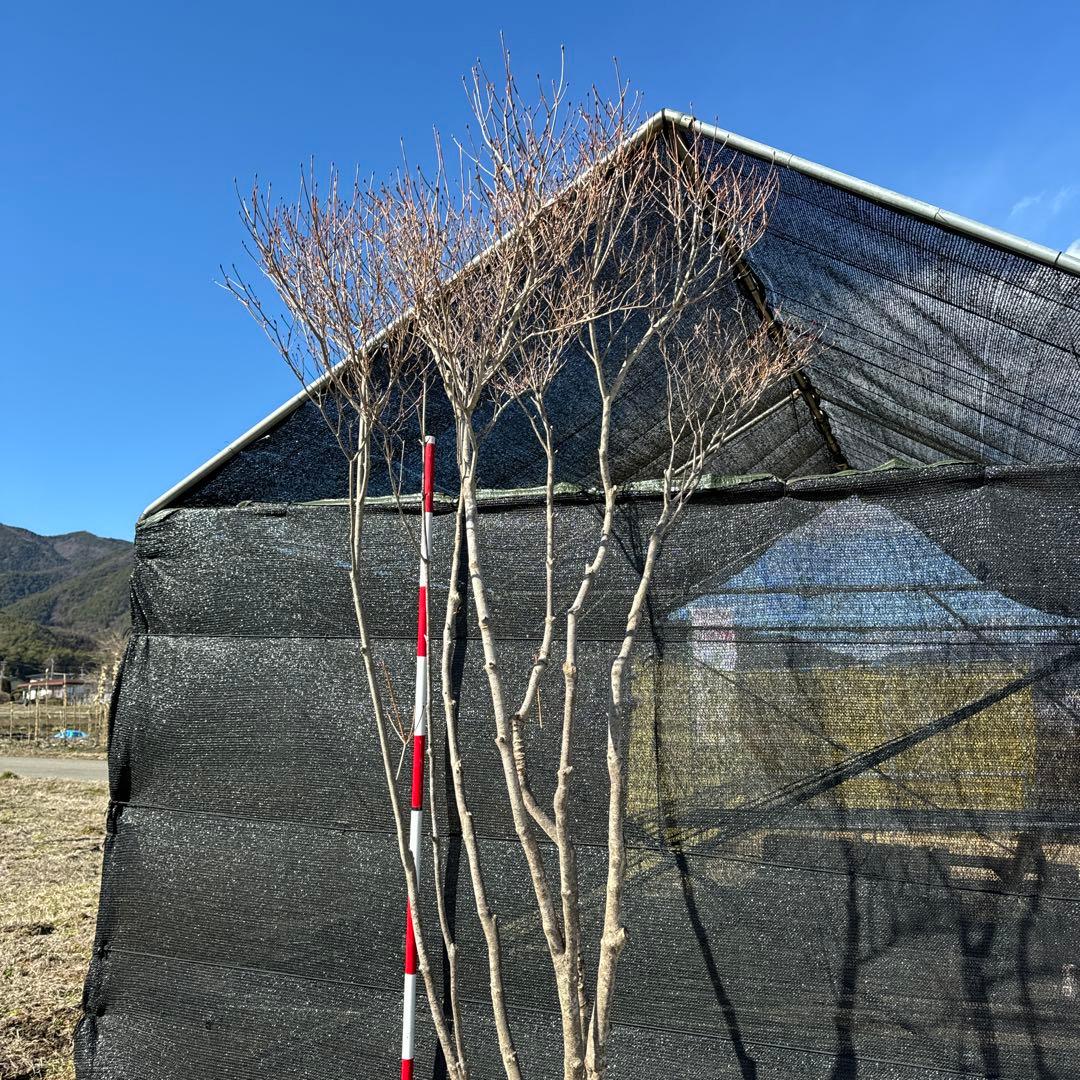 《お引き取り/本州配送可》特大極上株/ドウダンツツジ【現品限り】6