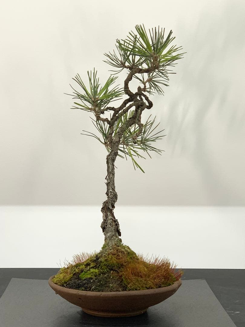 檄古木　持込古い山採り文人黒松（検索/小品　懸崖　真柏　赤松　盆栽　ジン）