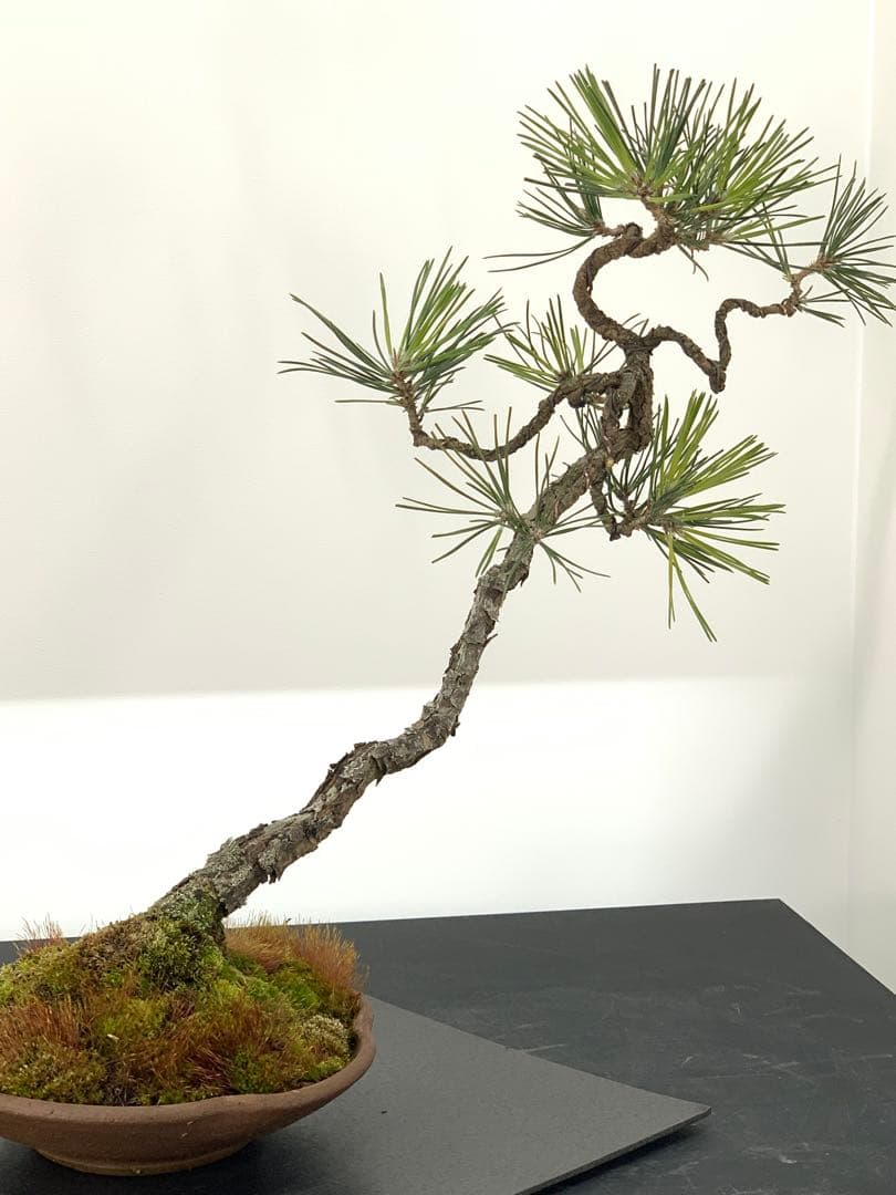檄古木　持込古い山採り文人黒松（検索/小品　懸崖　真柏　赤松　盆栽　ジン）