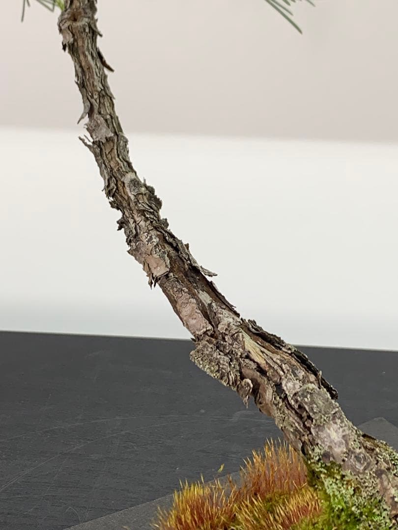 檄古木　持込古い山採り文人黒松（検索/小品　懸崖　真柏　赤松　盆栽　ジン）