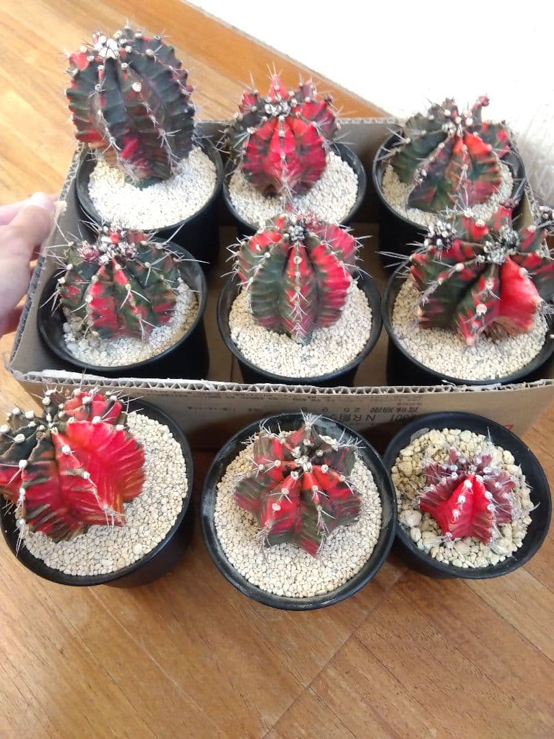 サボテン　緋牡丹錦　接木　9鉢セット❗大特価❗　①
