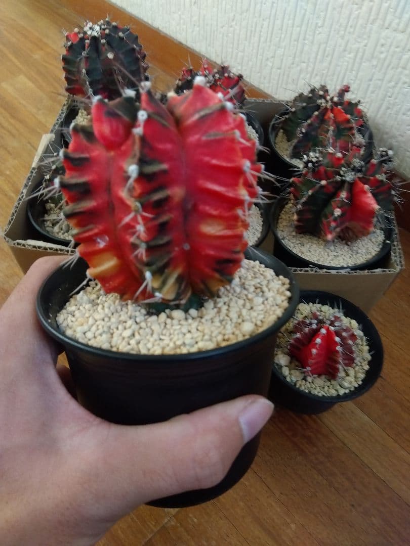 サボテン　緋牡丹錦　接木　9鉢セット❗大特価❗　①