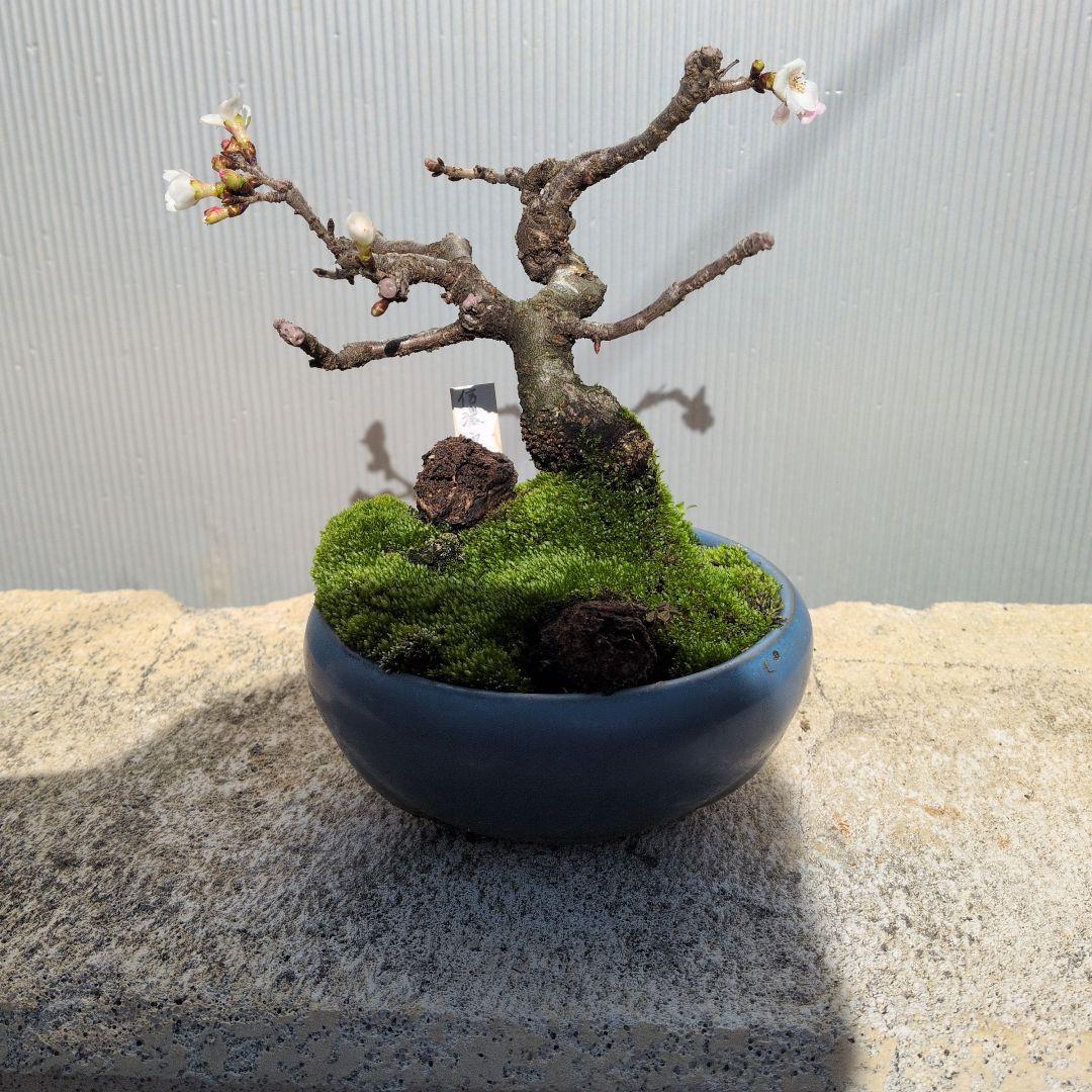 小型盆栽 青い鉢 白い花