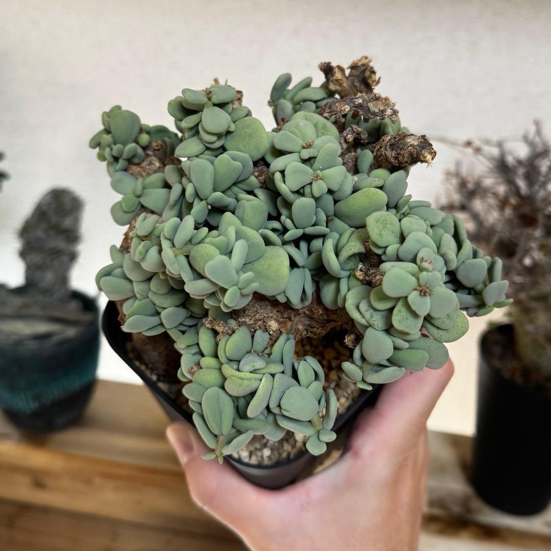 ケラリア ピグマエア 発根済み 現地球XLサイズ