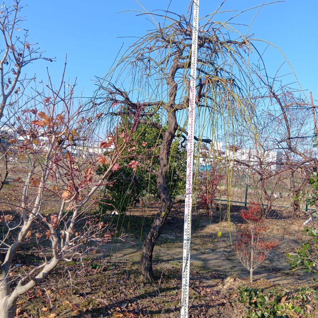 青シダレ梅（かなり年数持ち込み古いです）庭木