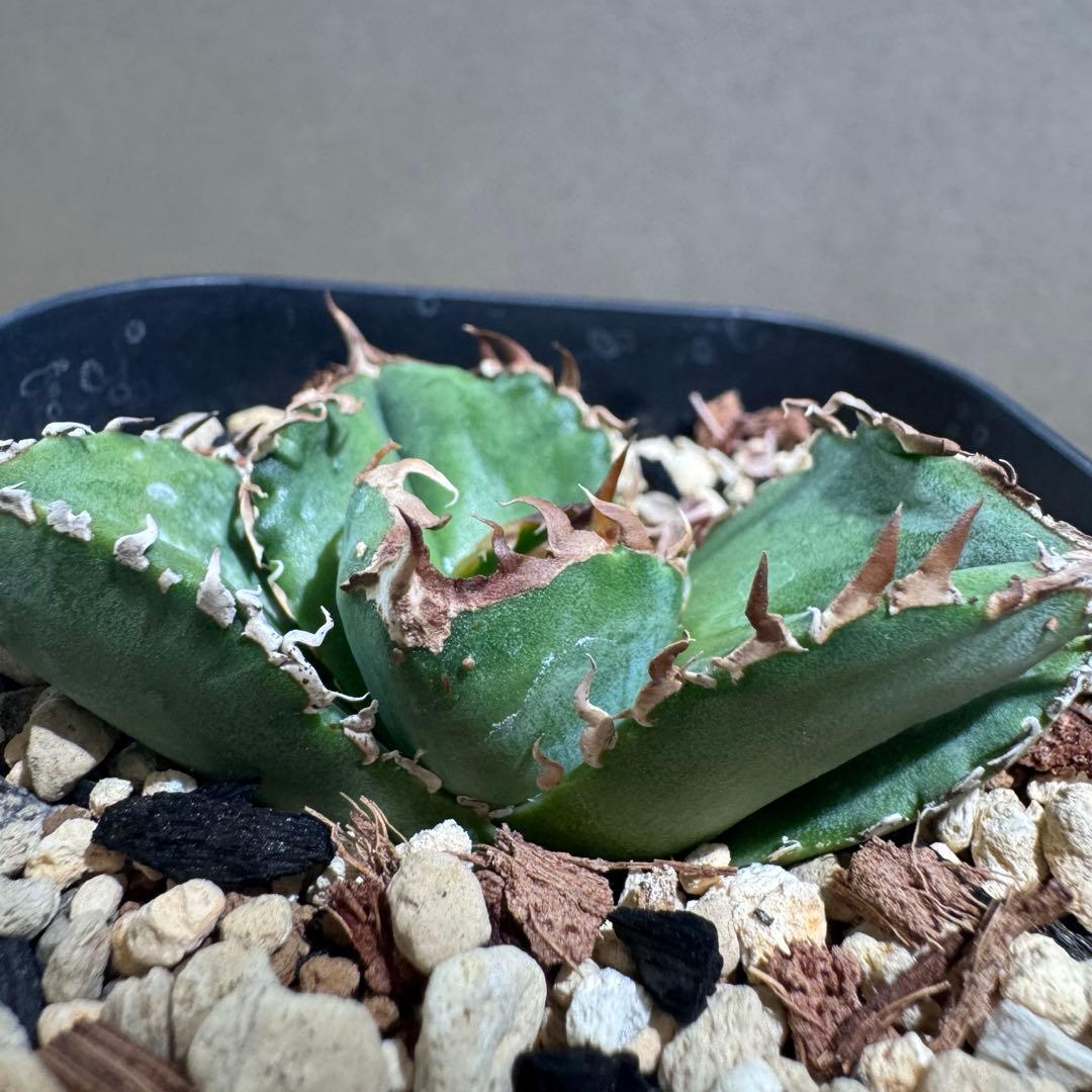 アガベ　CJ Special NS.2ナカノ商店