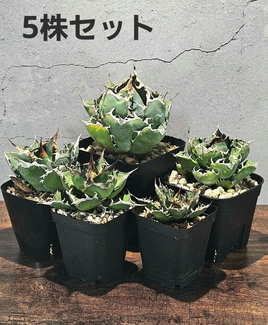 アガベ 人気品種5株セット 白鯨 ハデス 魔丸 阿修羅 シーザー