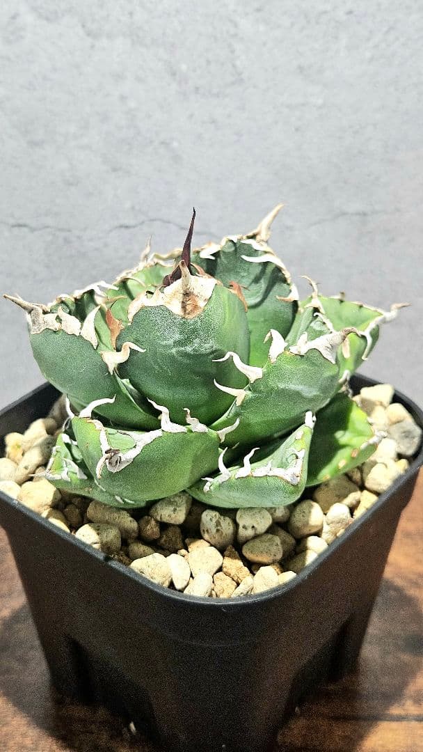 アガベ 人気品種5株セット 白鯨 ハデス 魔丸 阿修羅 シーザー