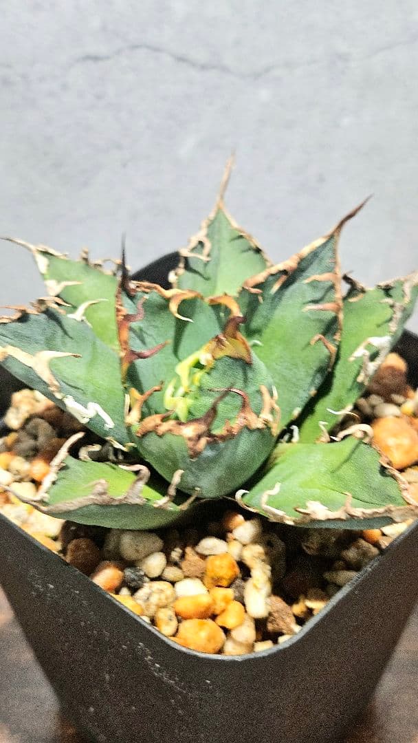 アガベ 人気品種5株セット 白鯨 ハデス 魔丸 阿修羅 シーザー