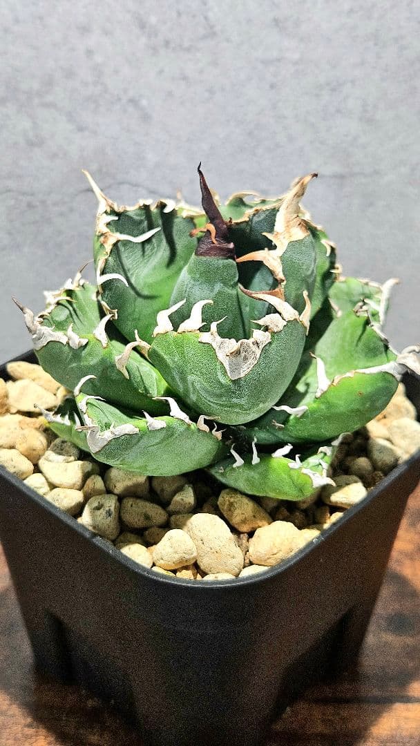 アガベ 人気品種5株セット 白鯨 ハデス 魔丸 阿修羅 シーザー