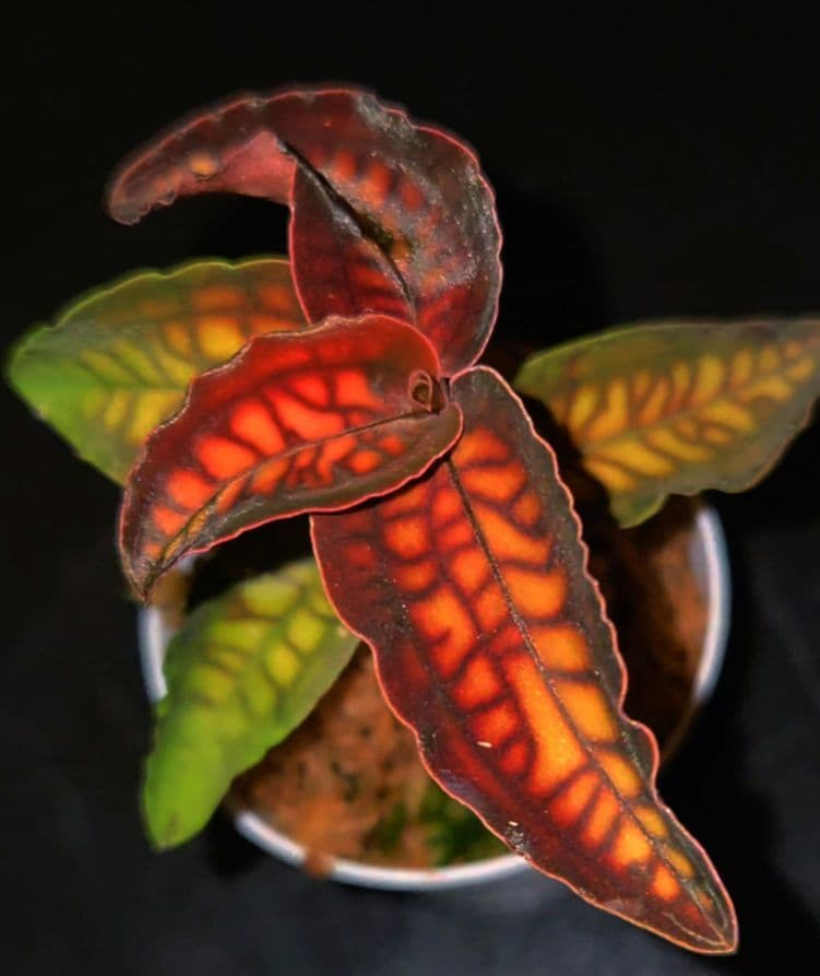 ジュエルオーキッド　シストーチス　Cystorchis stenoglossa