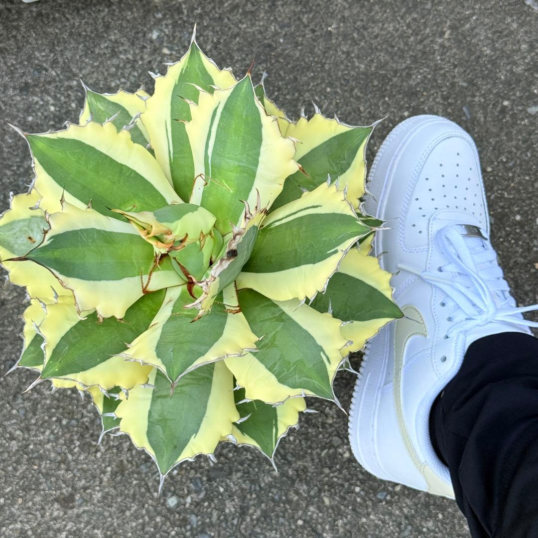 アガベ スナグルトゥース 28cmぐらい 海外購入高級鉢1点物 綺麗に洗える