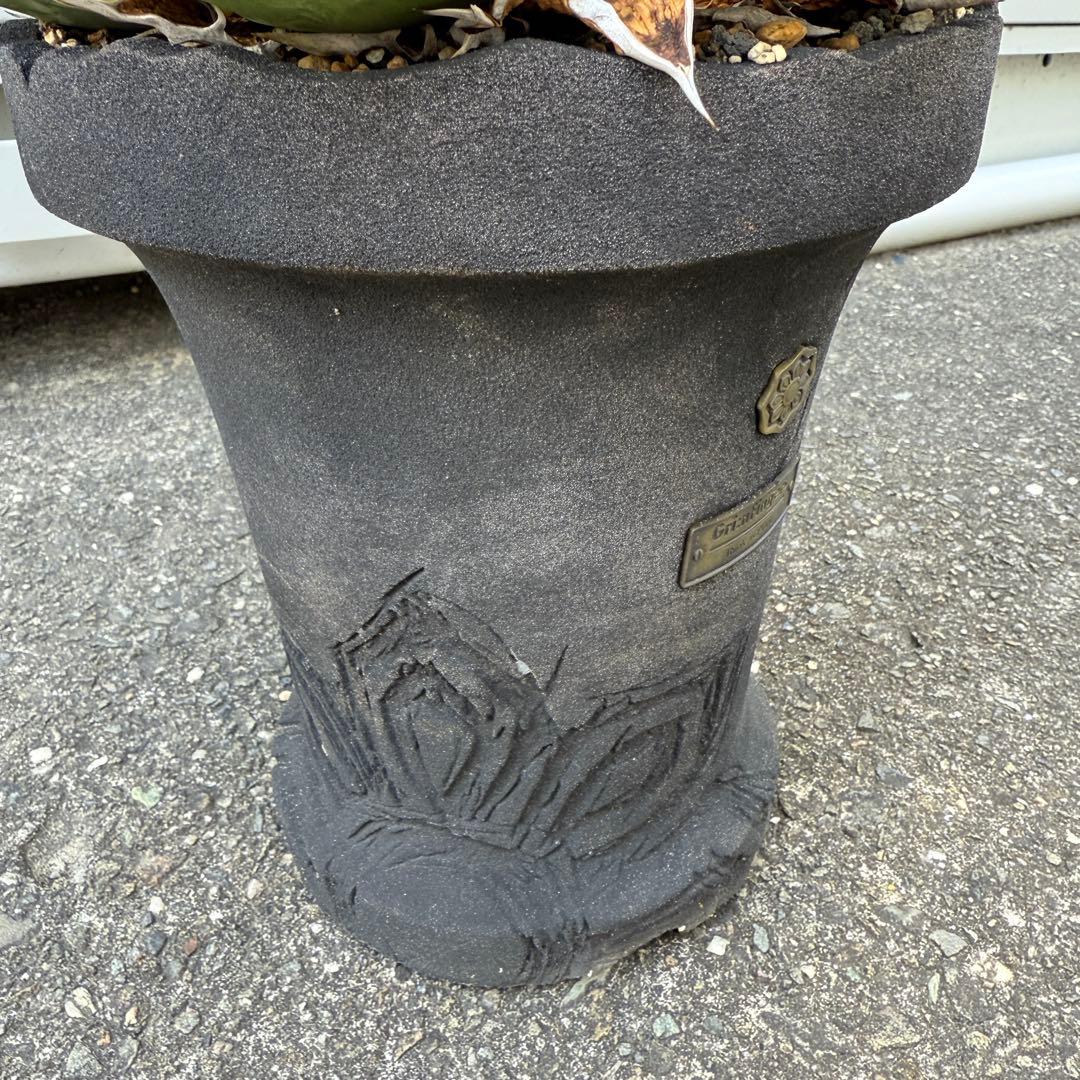 アガベ スナグルトゥース 28cmぐらい 海外購入高級鉢1点物 綺麗に洗える