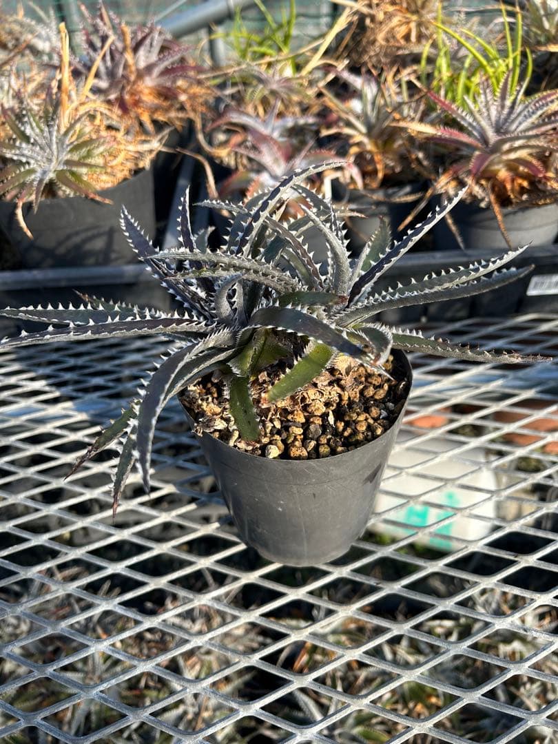 ディッキア Dyckia Code NW-44 Bill Baker