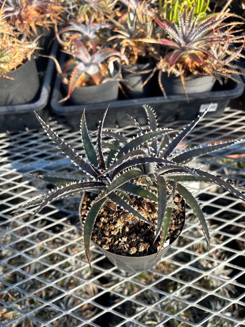 ディッキア Dyckia Code NW-44 Bill Baker