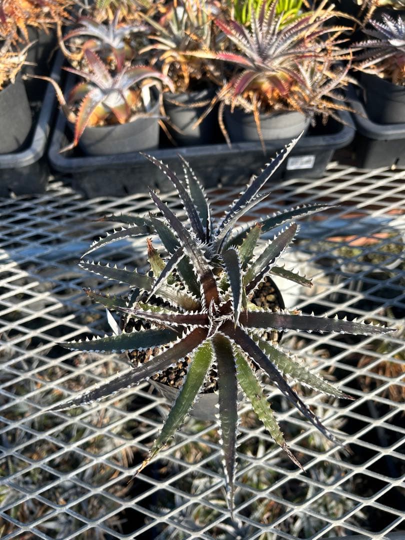 ディッキア Dyckia Code NW-44 Bill Baker
