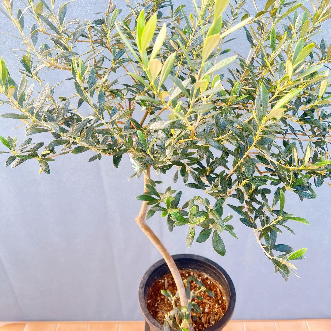 現品　創樹　オリーブの木　オリーブ　マンザニロ　8番　観葉植物　野外　希少　果樹