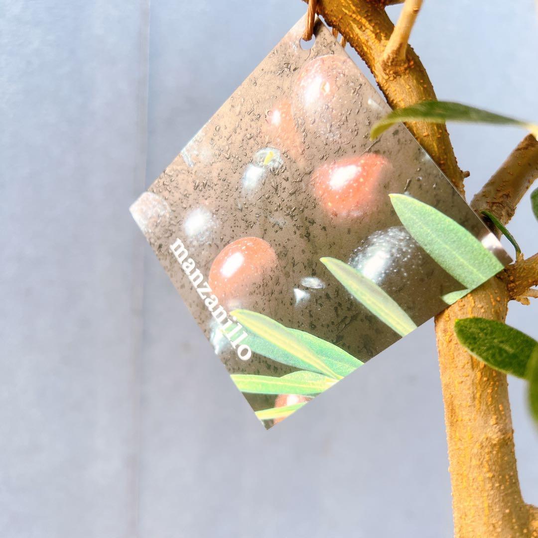 現品　創樹　オリーブの木　オリーブ　マンザニロ　8番　観葉植物　野外　希少　果樹