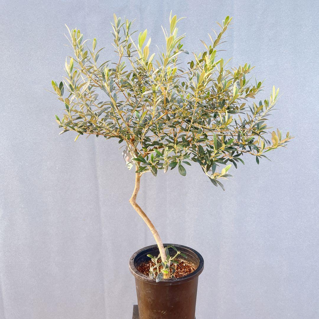 現品　創樹　オリーブの木　オリーブ　マンザニロ　8番　観葉植物　野外　希少　果樹